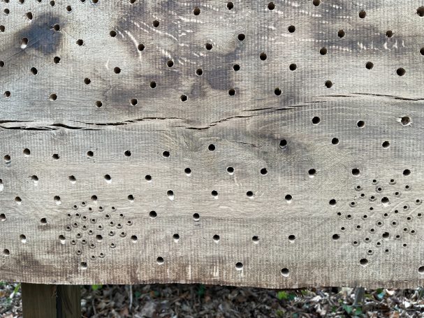 Nisthilfe für Wildbienen